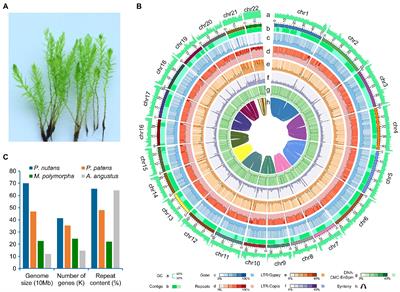 The Antarctic Moss Pohlia nutans Genome Provides Insights Into the Evolution of Bryophytes and the Adaptation to Extreme Terrestrial Habitats